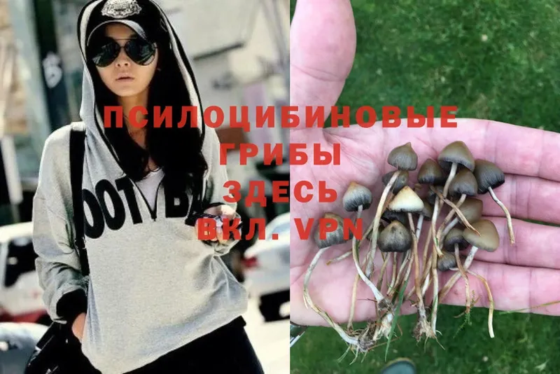 Галлюциногенные грибы Magic Shrooms  Владимир 